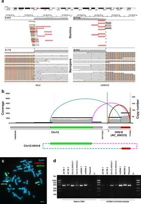 Characterization of Human Herpesvirus 8 genomic integration and amplification events in a primary effusion lymphoma cell line